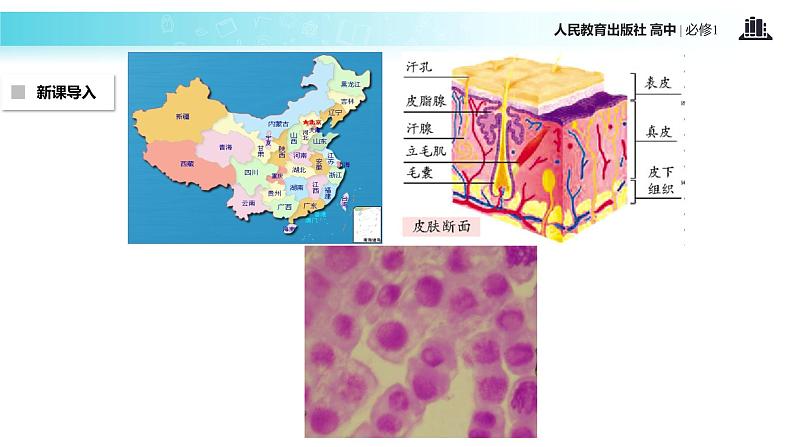 【教学课件】《细胞膜—系统的边界》（生物人教必修1）03