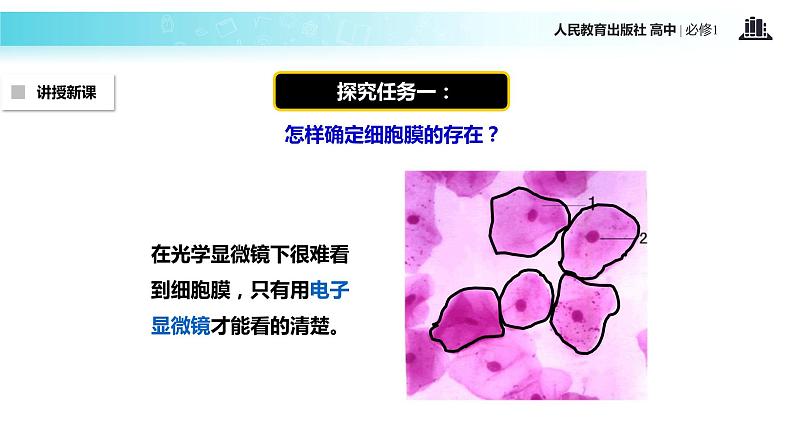 【教学课件】《细胞膜—系统的边界》（生物人教必修1）04