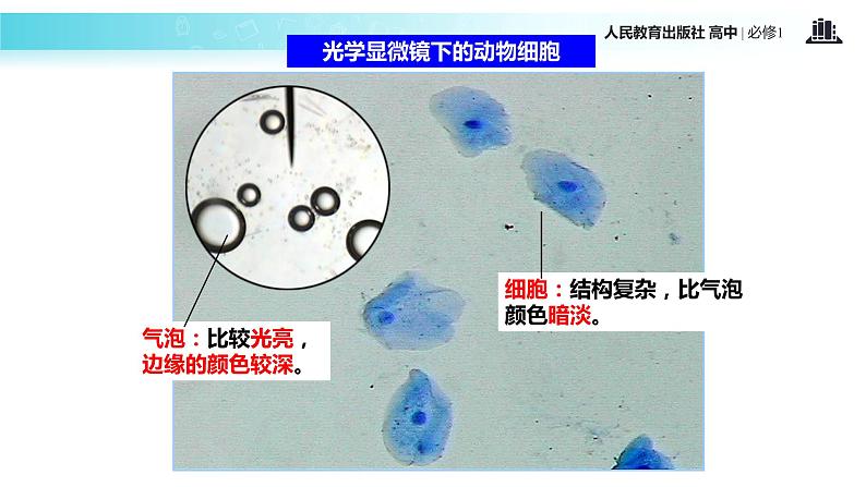 【教学课件】《细胞膜—系统的边界》（生物人教必修1）05