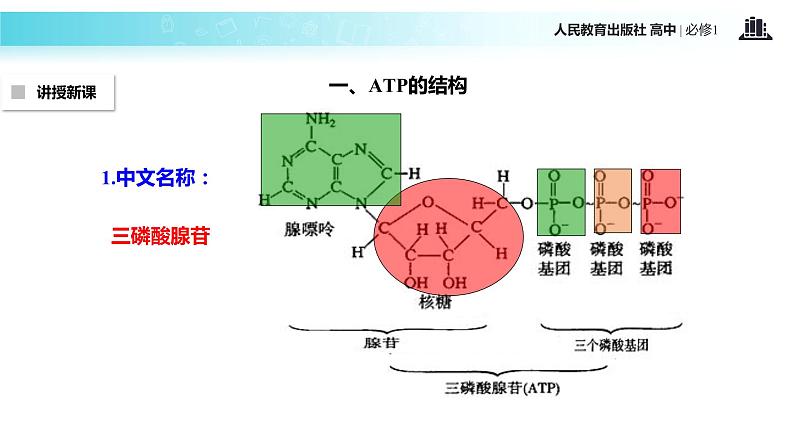 【教学课件】《细胞的能量“通货”—ATP》（生物人教必修1）05