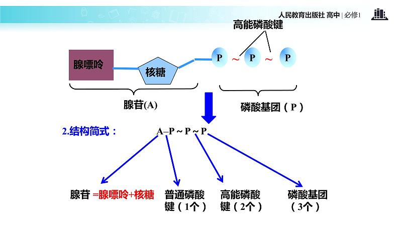 【教学课件】《细胞的能量“通货”—ATP》（生物人教必修1）07