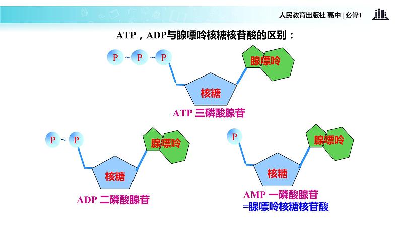 【教学课件】《细胞的能量“通货”—ATP》（生物人教必修1）08