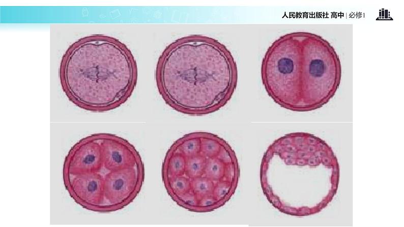 【教学课件】《细胞的分化》（生物人教必修1）04