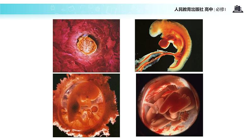 【教学课件】《细胞的分化》（生物人教必修1）05