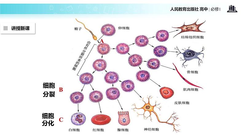 【教学课件】《细胞的分化》（生物人教必修1）07