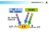 【教学课件】《ATP的主要来源──细胞呼吸》（人教）