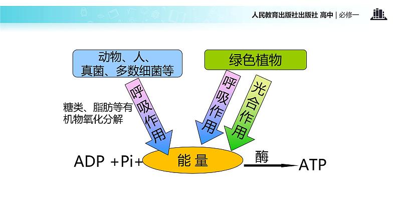 【教学课件】《ATP的主要来源──细胞呼吸》（人教）03