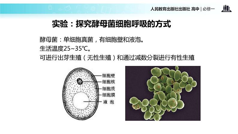 【教学课件】《ATP的主要来源──细胞呼吸》（人教）06