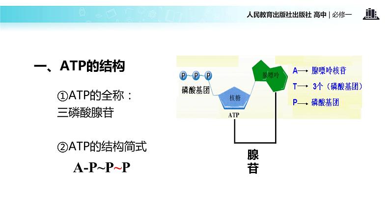 【教学课件】《细胞能量的通货—ATP》（人教）05