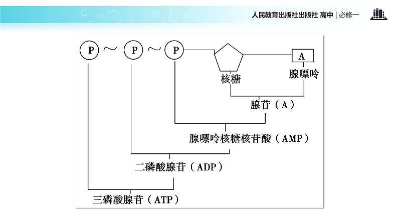 【教学课件】《细胞能量的通货—ATP》（人教）06