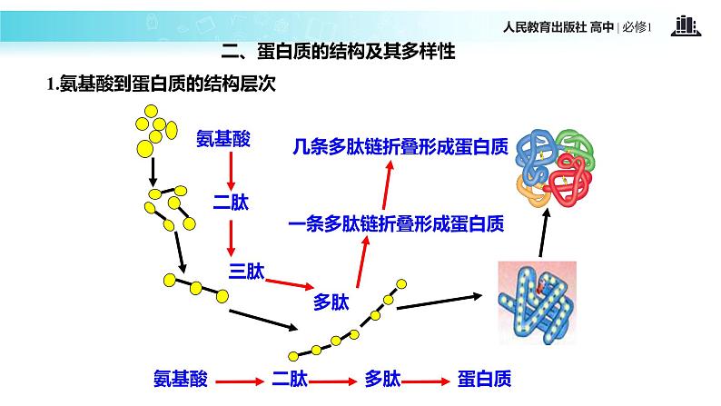 【教学课件】《生命活动的主要承担者-蛋白质》（生物人教必修1）第7页