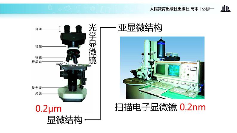 【教学课件】《细胞器-系统内的分工合作》（人教）04