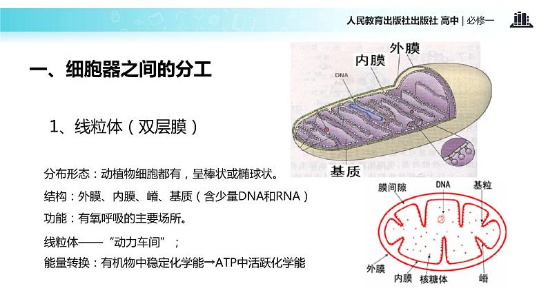 【教学课件】《细胞器-系统内的分工合作》（人教）05