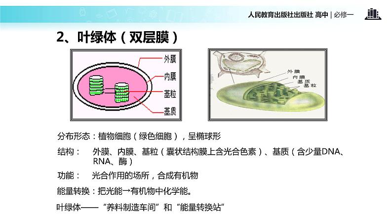 【教学课件】《细胞器-系统内的分工合作》（人教）07