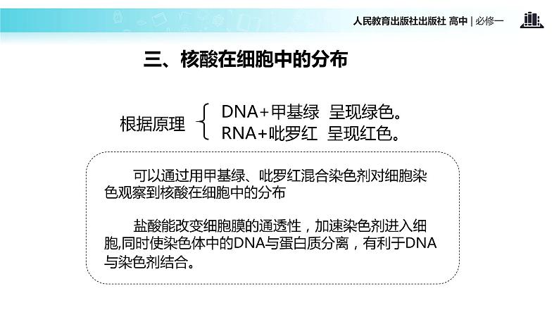 【教学课件】《遗传信息的携带者—核酸》（人教）06