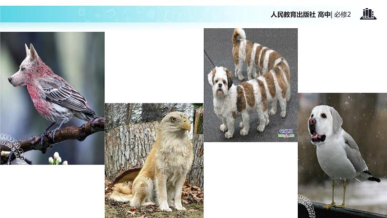 【教学课件】《基因工程及其应用》（人教）04