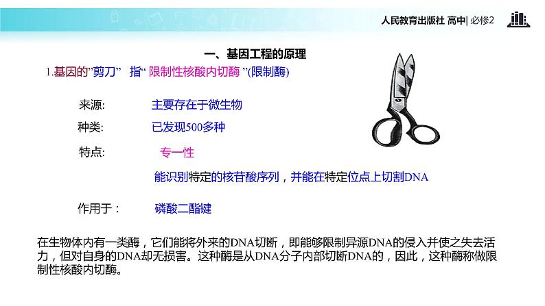 【教学课件】《基因工程及其应用》（人教）07