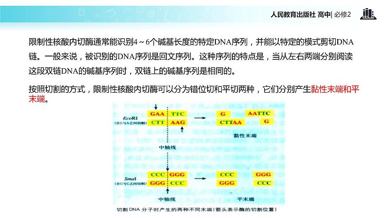 【教学课件】《基因工程及其应用》（人教）08
