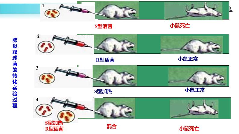 【教学课件】《DNA是主要的遗传物质》（人教）第8页