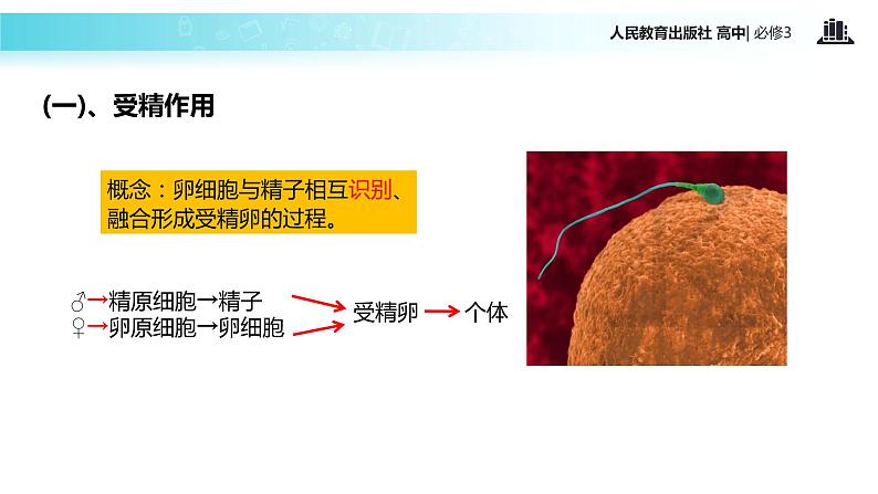 【教学课件】《受精作用》（人教）02