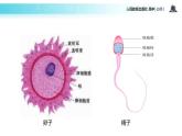 【教学课件】《受精作用》（人教）