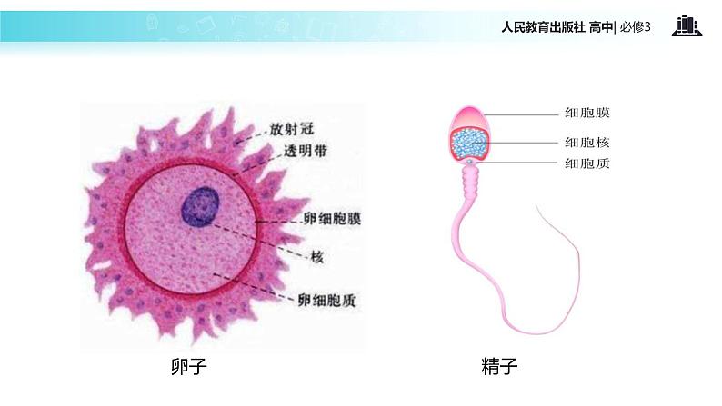 【教学课件】《受精作用》（人教）03