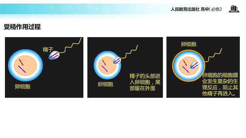 【教学课件】《受精作用》（人教）04