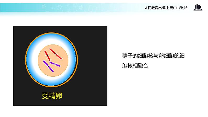 【教学课件】《受精作用》（人教）05