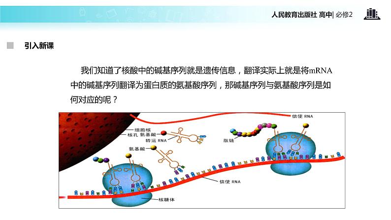 【教学课件】《遗传密码的破译（选学）》（人教）03