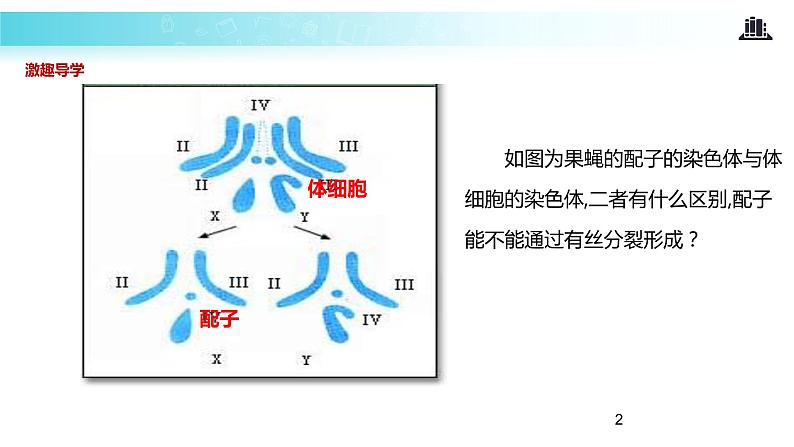 发现式教学【教学课件】《减数分裂和受精作用》（人教）02