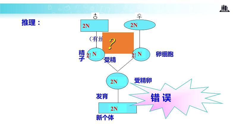 发现式教学【教学课件】《减数分裂和受精作用》（人教）05