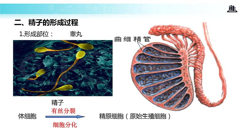 发现式教学【教学课件】《减数分裂和受精作用》（人教）08