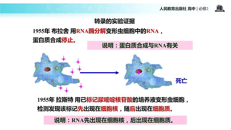 发现式教学【教学课件】《基因指导蛋白质的合成》（人教）06