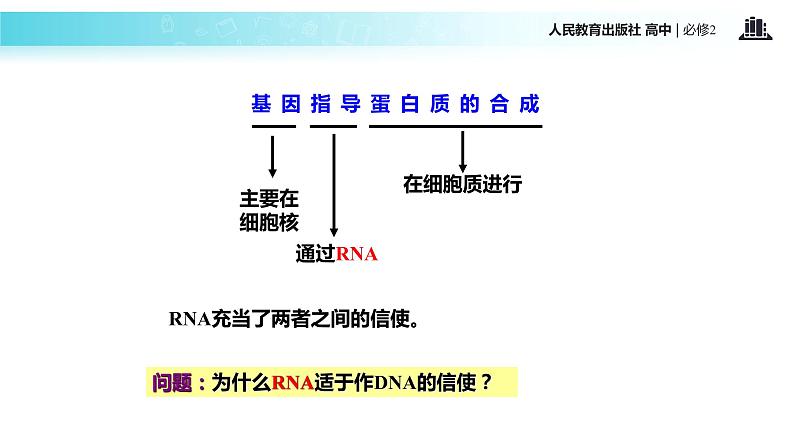 发现式教学【教学课件】《基因指导蛋白质的合成》（人教）07