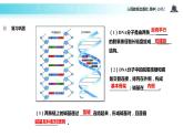 【教学课件】《DNA的复制》（人教）