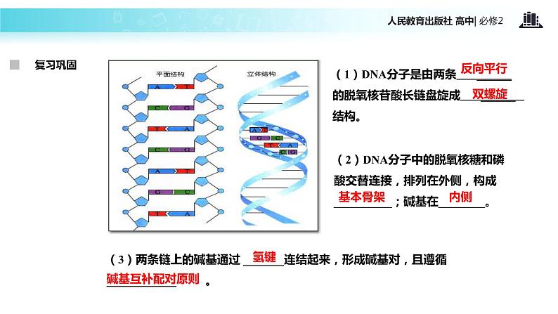 【教学课件】《DNA的复制》（人教）03