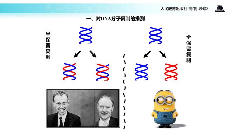 【教学课件】《DNA的复制》（人教）04