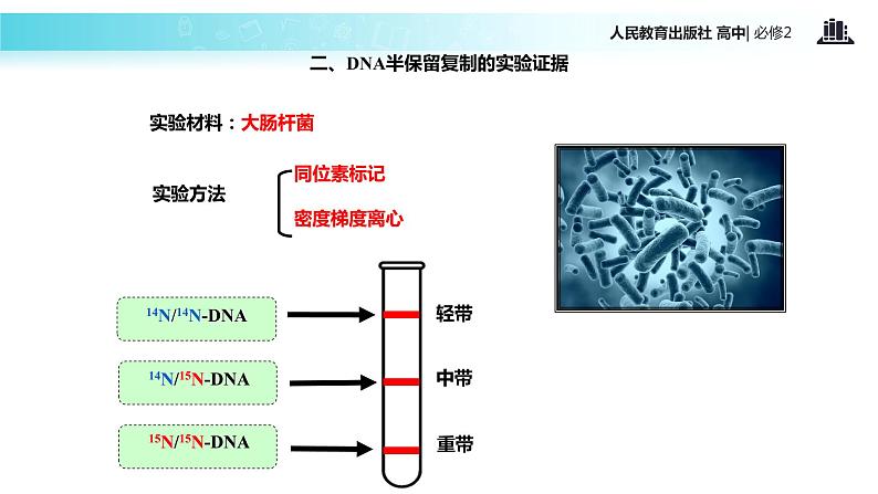 【教学课件】《DNA的复制》（人教）05