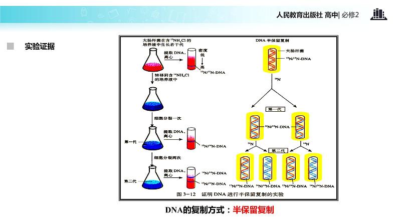 【教学课件】《DNA的复制》（人教）07