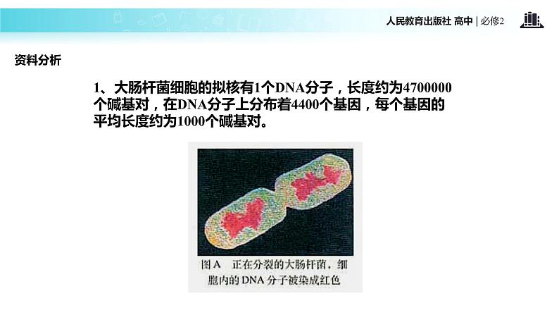 发现式教学【教学课件】《基因是有遗传效应的DNA片段》（人教） (1)06