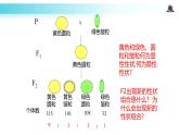 发现式教学【教学课件】《孟德尔的豌豆杂交实验（二）》（人教）