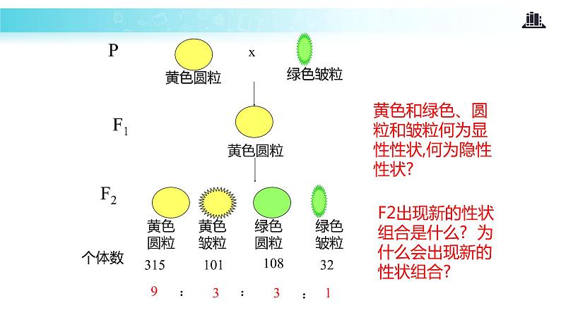 发现式教学【教学课件】《孟德尔的豌豆杂交实验（二）》（人教）第5页