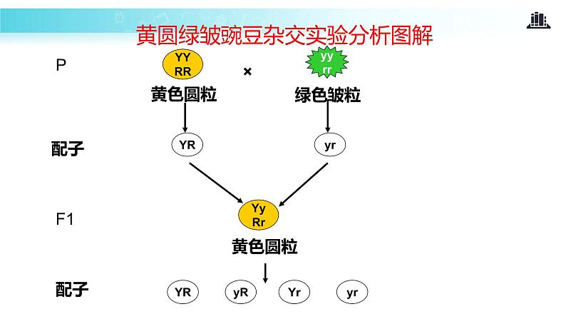 发现式教学【教学课件】《孟德尔的豌豆杂交实验（二）》（人教）08