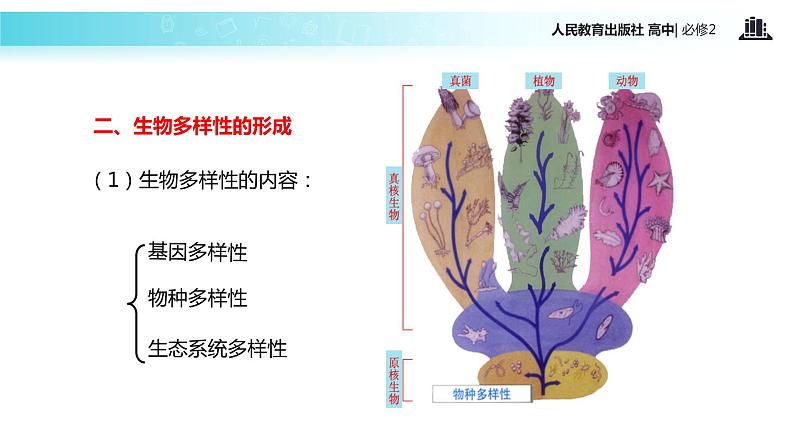 【教学课件】《共同进化与生物多样性的形成》（人教）08