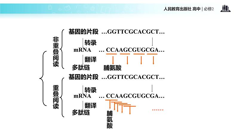 发现式教学【教学课件】《遗传密码的破译》（人教）08