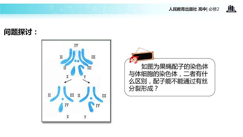 【教学课件】《减数分裂》（人教）第2页