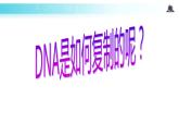 发现式教学【教学课件】《DNA的复制》（人教）