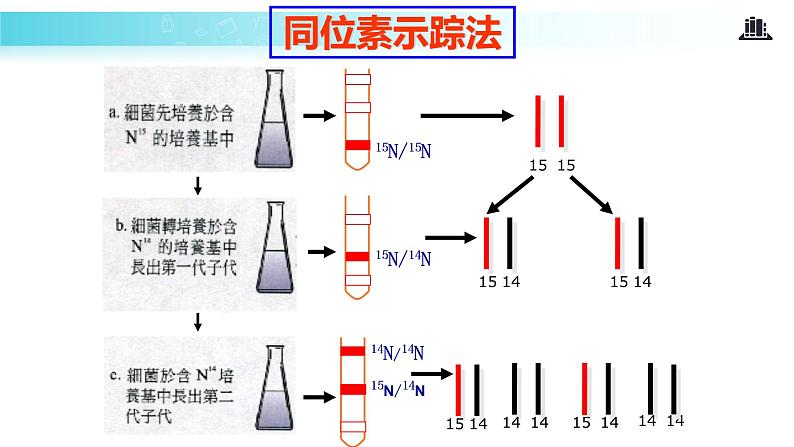 发现式教学【教学课件】《DNA的复制》（人教）08