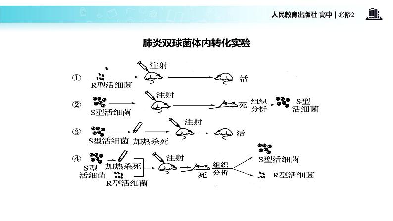 发现式教学【教学课件】《DNA是主要的遗传物质》（人教）08