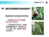 【教学课件】《孟德尔的豌豆杂交实验一）》（人教）